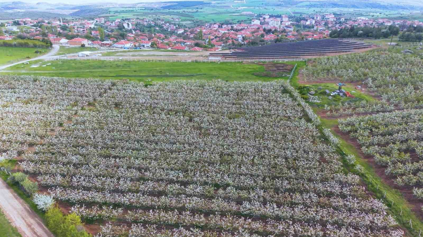 &Ccedil;i&ccedil;ek a&ccedil;an kiraz ağa&ccedil;larının manzarası hayran bıraktı
