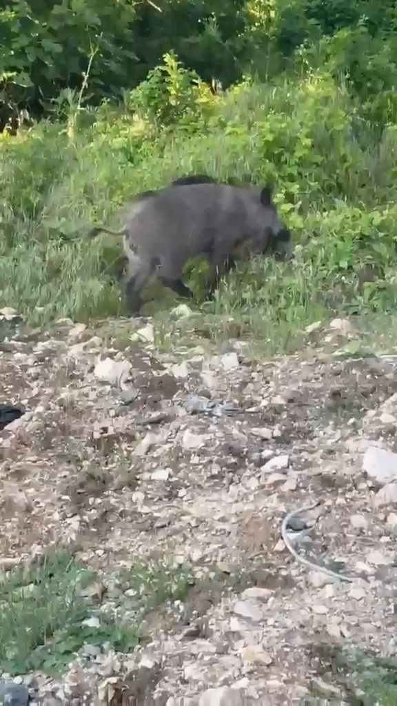Domuzlar yerleşim yerine inerek yiyecek aradı
