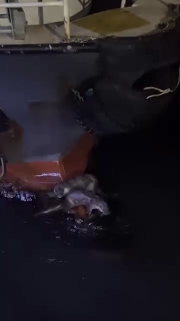 Su samurlarının balık keyfi kamerada
