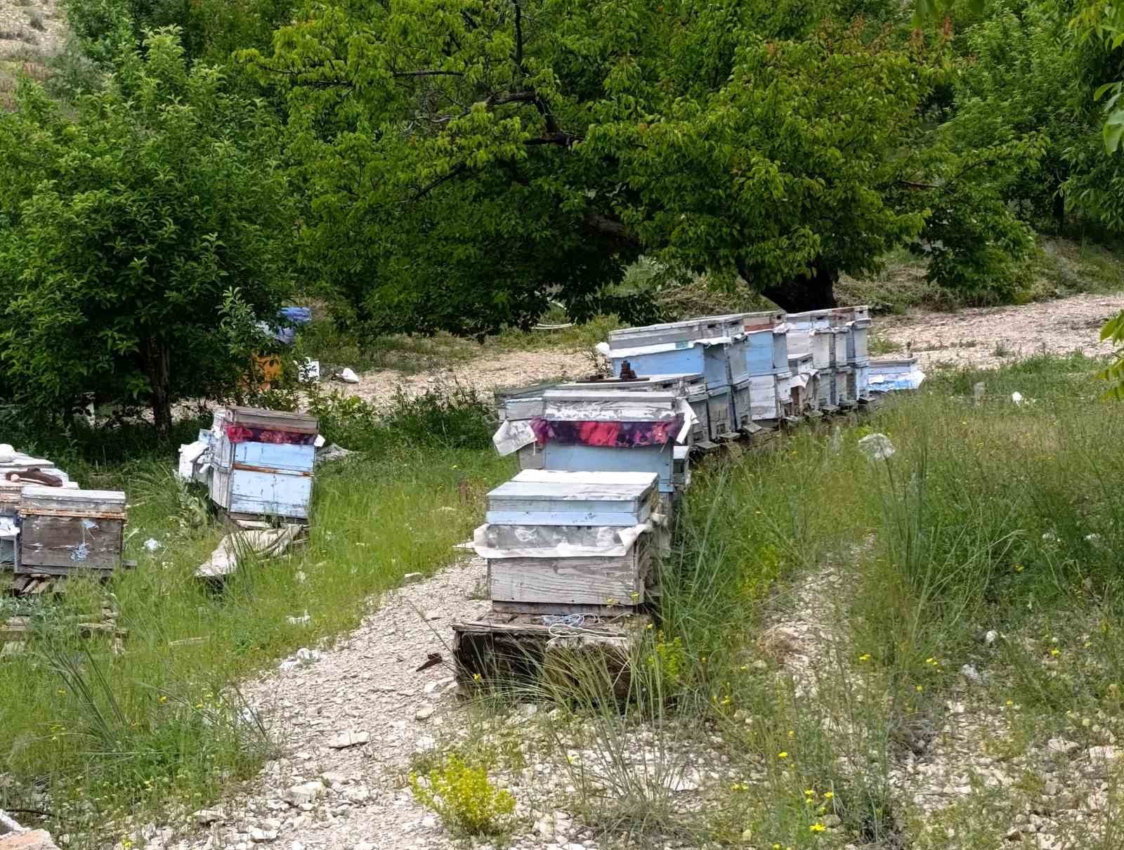 Ayı, arı kovanlarına zarar verdi
