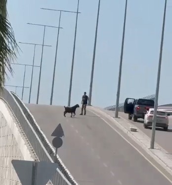 Mersin&rsquo;de kurbanlıklar ka&ccedil;tı, bayram neşesi kameralara yansıdı
