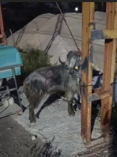 Osmaniye’de kayıp kurbanlık için dron destekli arama