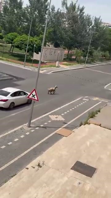 Diyarbakır’da kaçan kurbanlık trafiğin altını üstüne getirdi