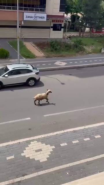 Diyarbakır&rsquo;da ka&ccedil;an kurbanlık trafiğin altını &uuml;st&uuml;ne getirdi
