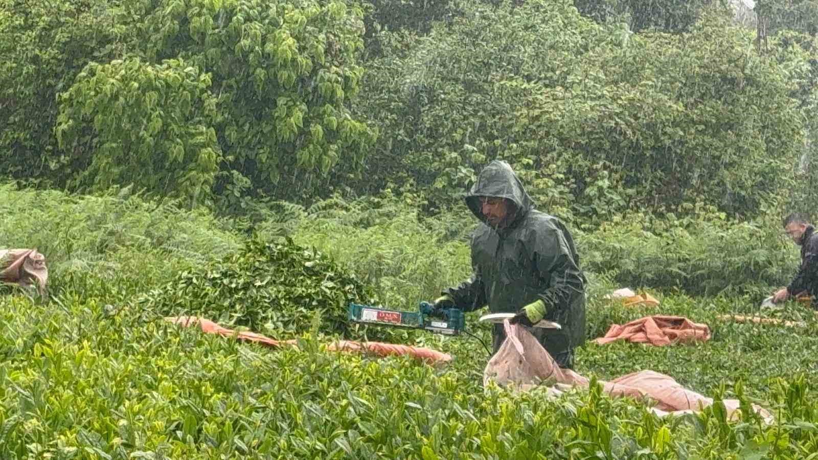 Doğu Karadeniz&rsquo;de yağmur &ccedil;ay hasadını durdurmadı
