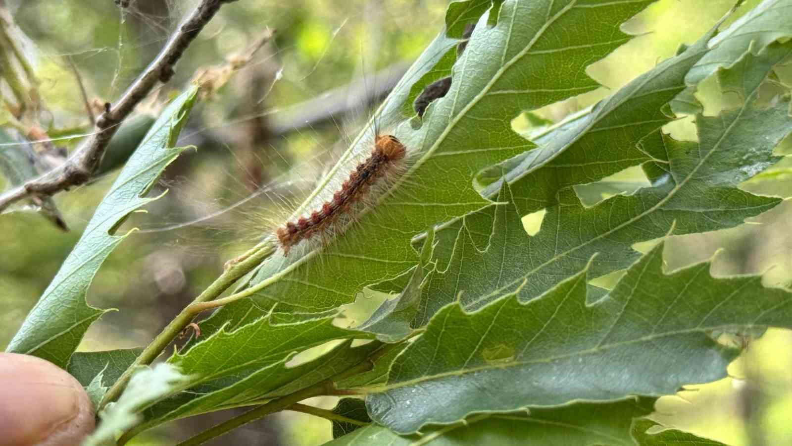Şırnak&rsquo;ta ormanlık alanda tırtıl istilası
