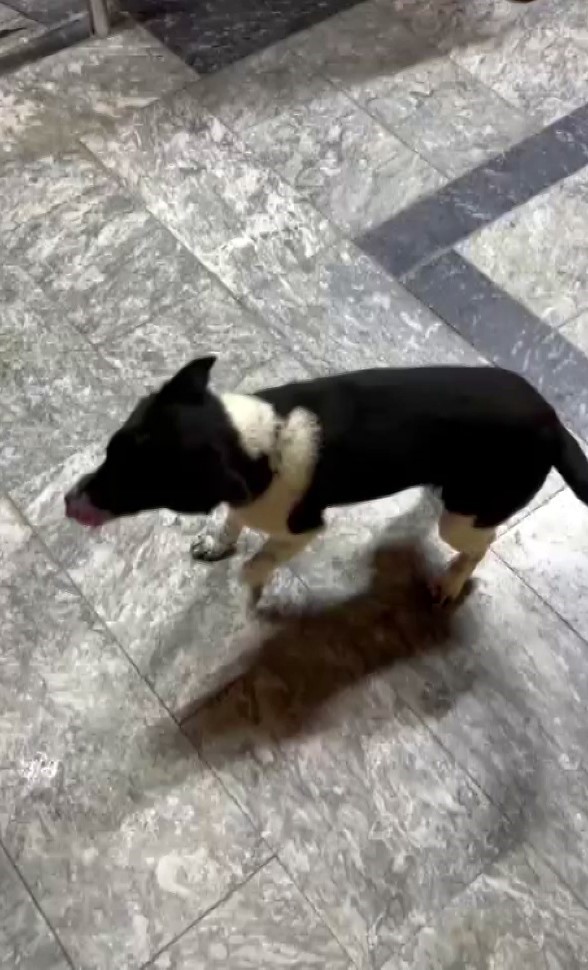 Atların yanında büyüyen köpek, yürüyüşüyle ilgi odağı oldu