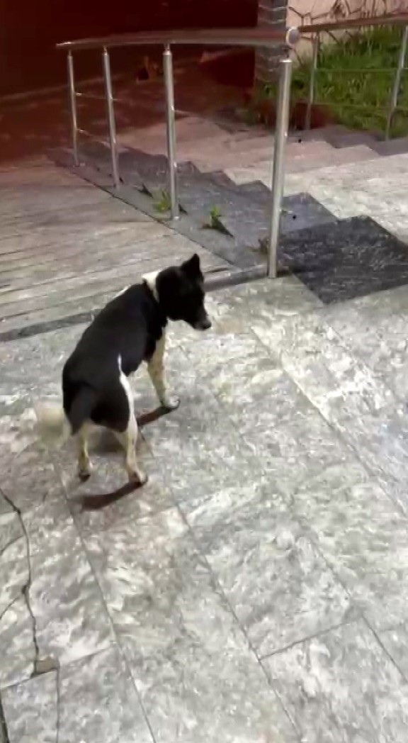 Atların yanında b&uuml;y&uuml;yen k&ouml;pek, y&uuml;r&uuml;y&uuml;ş&uuml;yle ilgi odağı oldu
