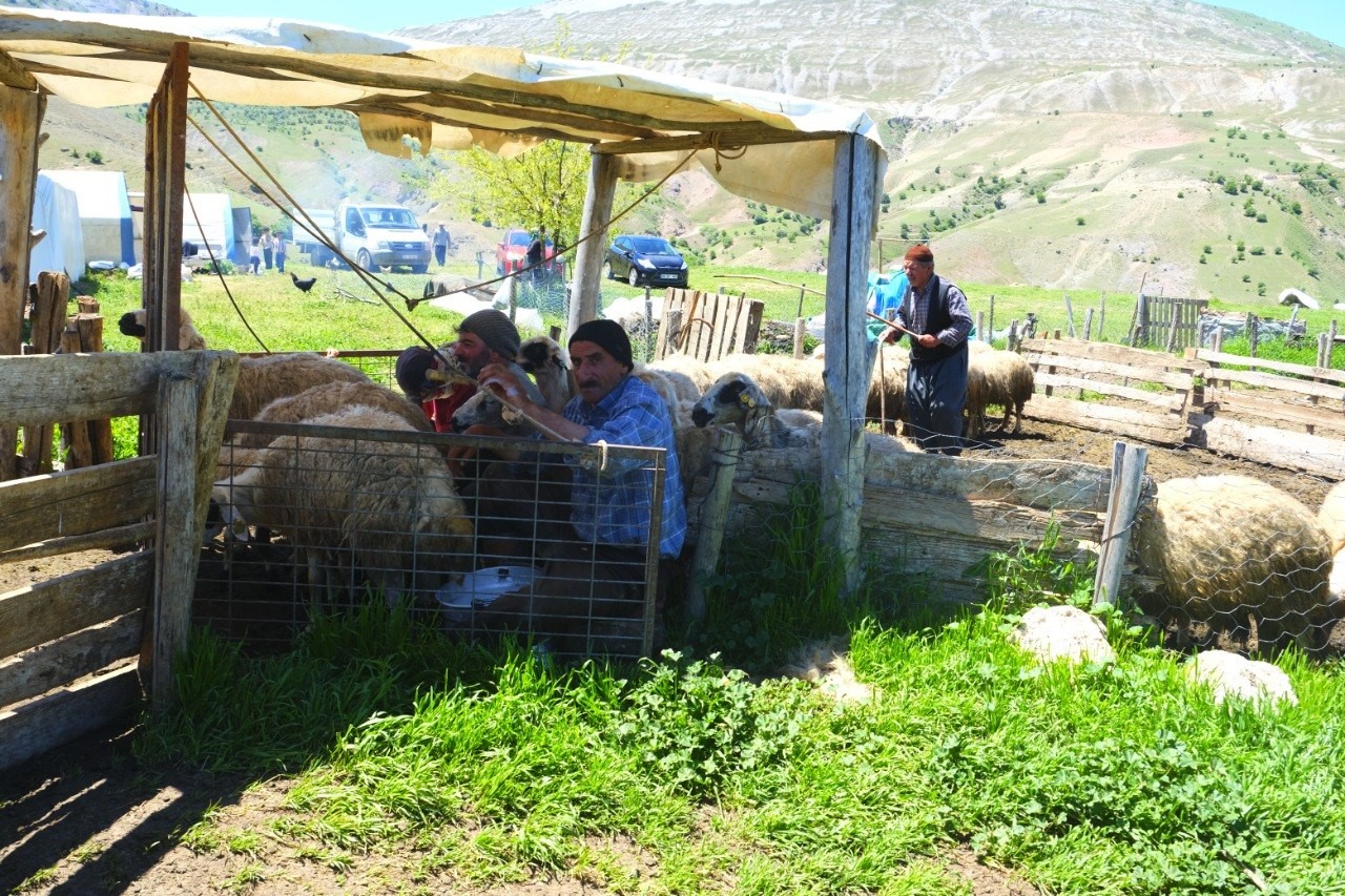 Şavakların yayla m&uuml;cadelesi: Tulum peynirinin arkasındaki emek
