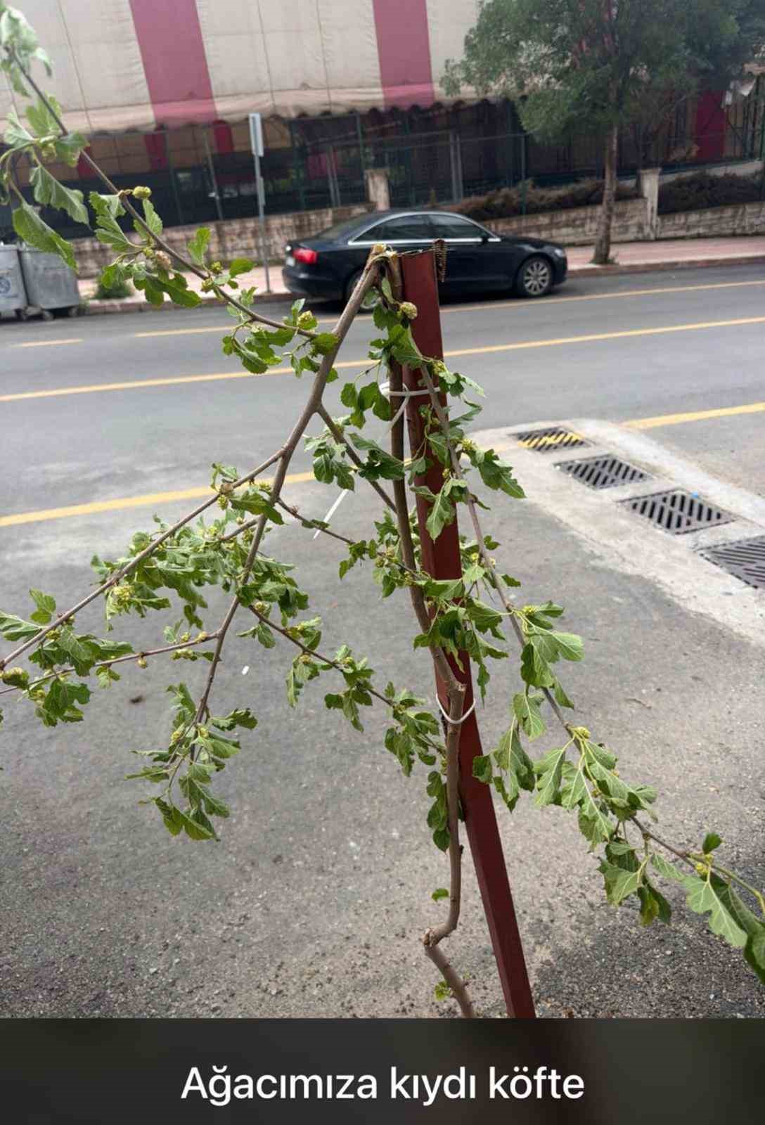 Dut ağacının taze dalını kırmakla yetinmeyip dönüp yemeye başladı