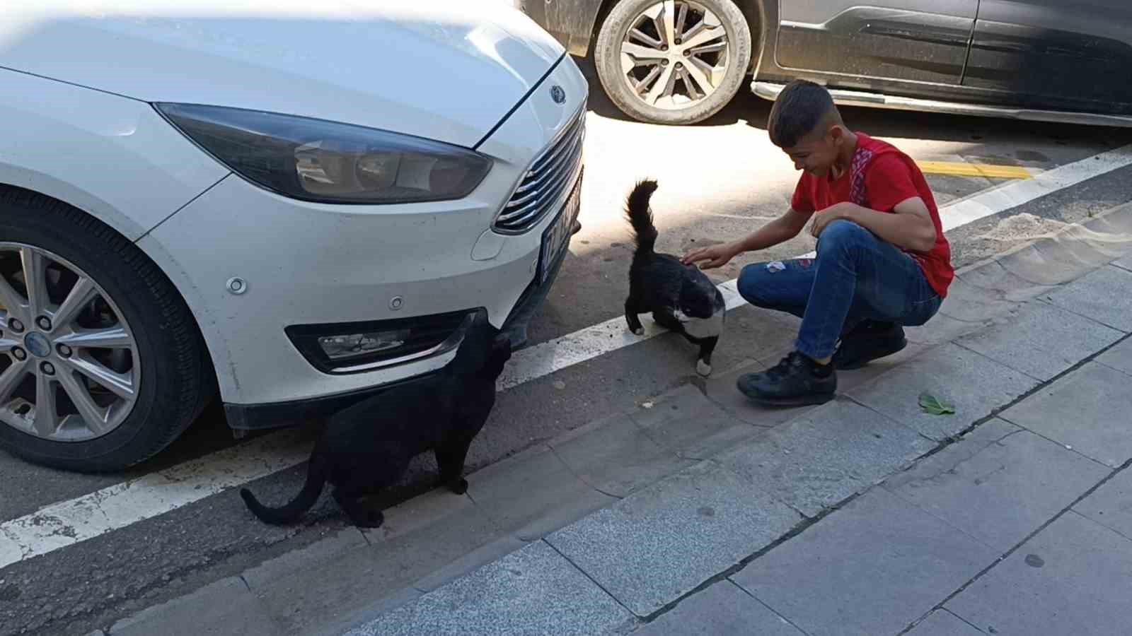 Batman&rsquo;da vefakar kedi arkadaşını yalnız bırakmadı
