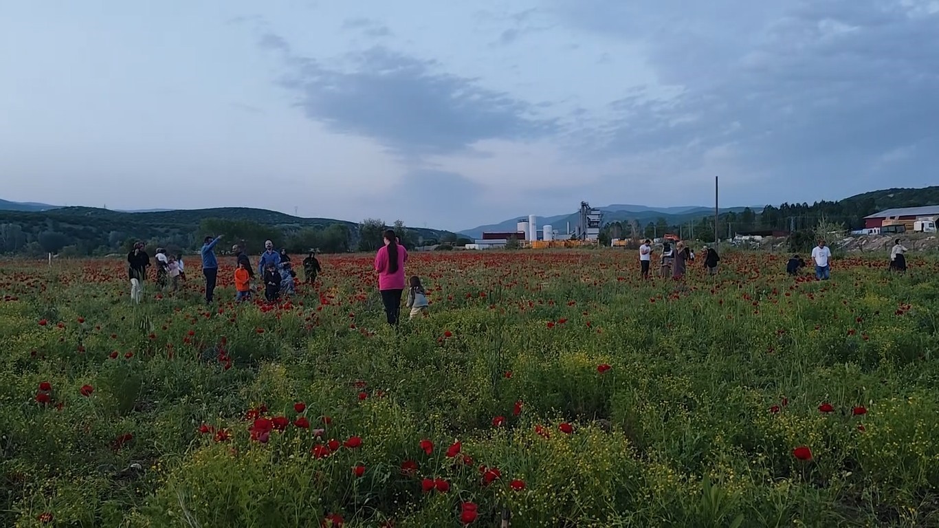 Bingöl’de doğal oluşan gelincik tarlası vatandaşların ilgi odağı oldu
