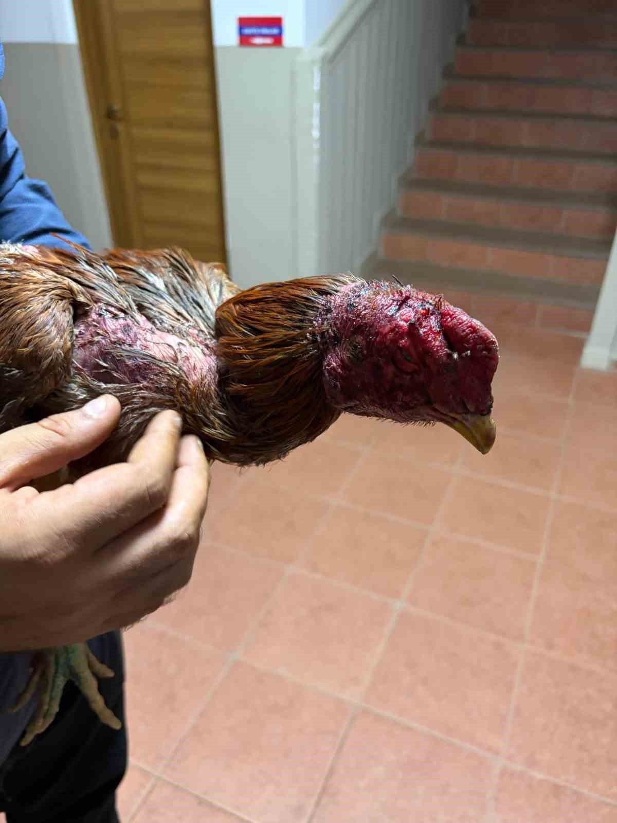 Bayındır&rsquo;da yasa dışı horoz d&ouml;v&uuml;ş&uuml; operasyonu: 3 g&ouml;zaltı
