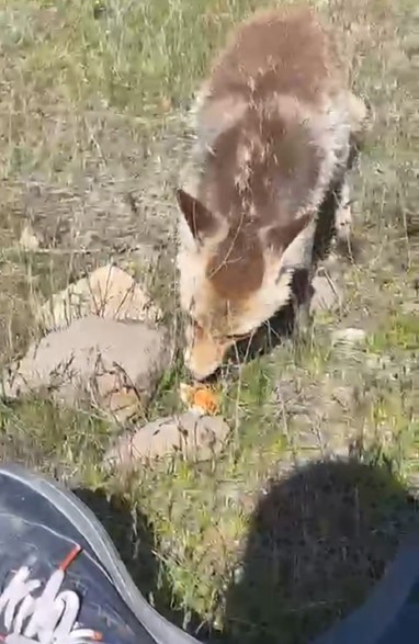 Ahlat’ta aç tilki piknik sofrasına ortak oldu