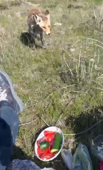 Ahlat&rsquo;ta a&ccedil; tilki piknik sofrasına ortak oldu
