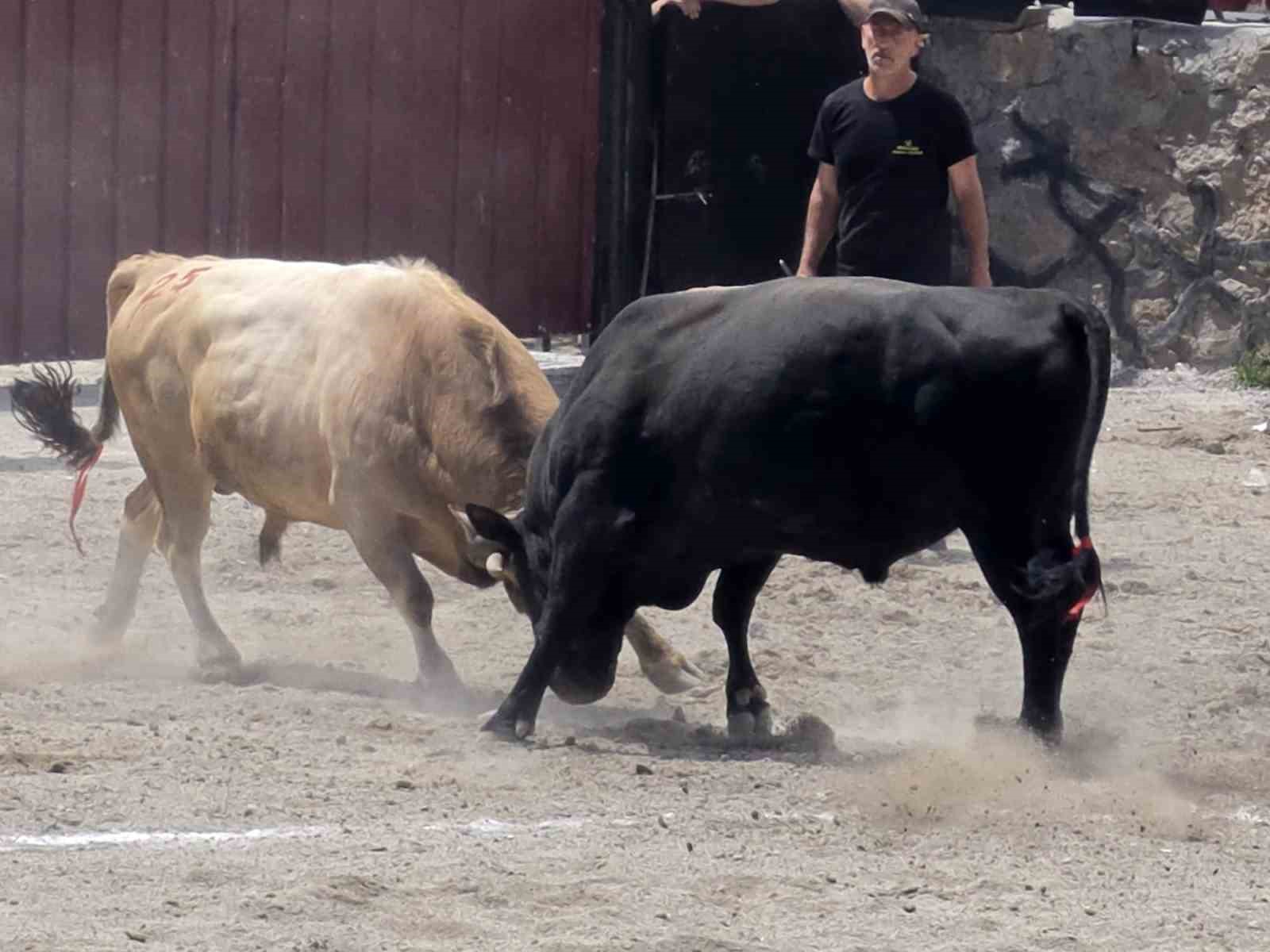 İspir&rsquo;de boğa g&uuml;reşleri nefes kesti
