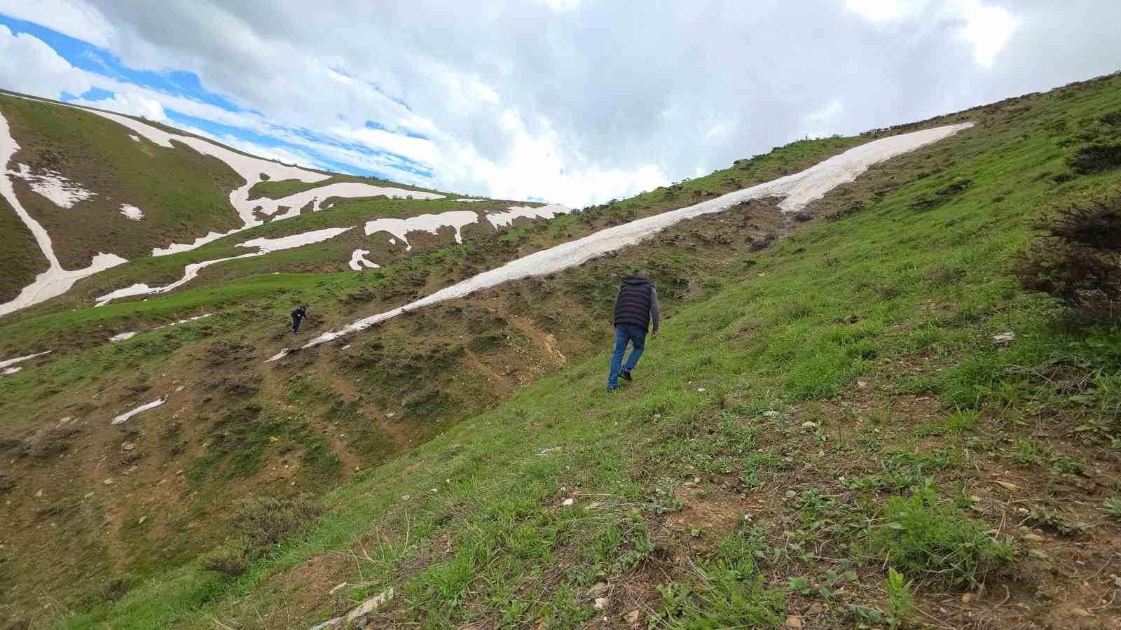 Bitlis yaylalarında çiriş otu mesaisi devam ediyor