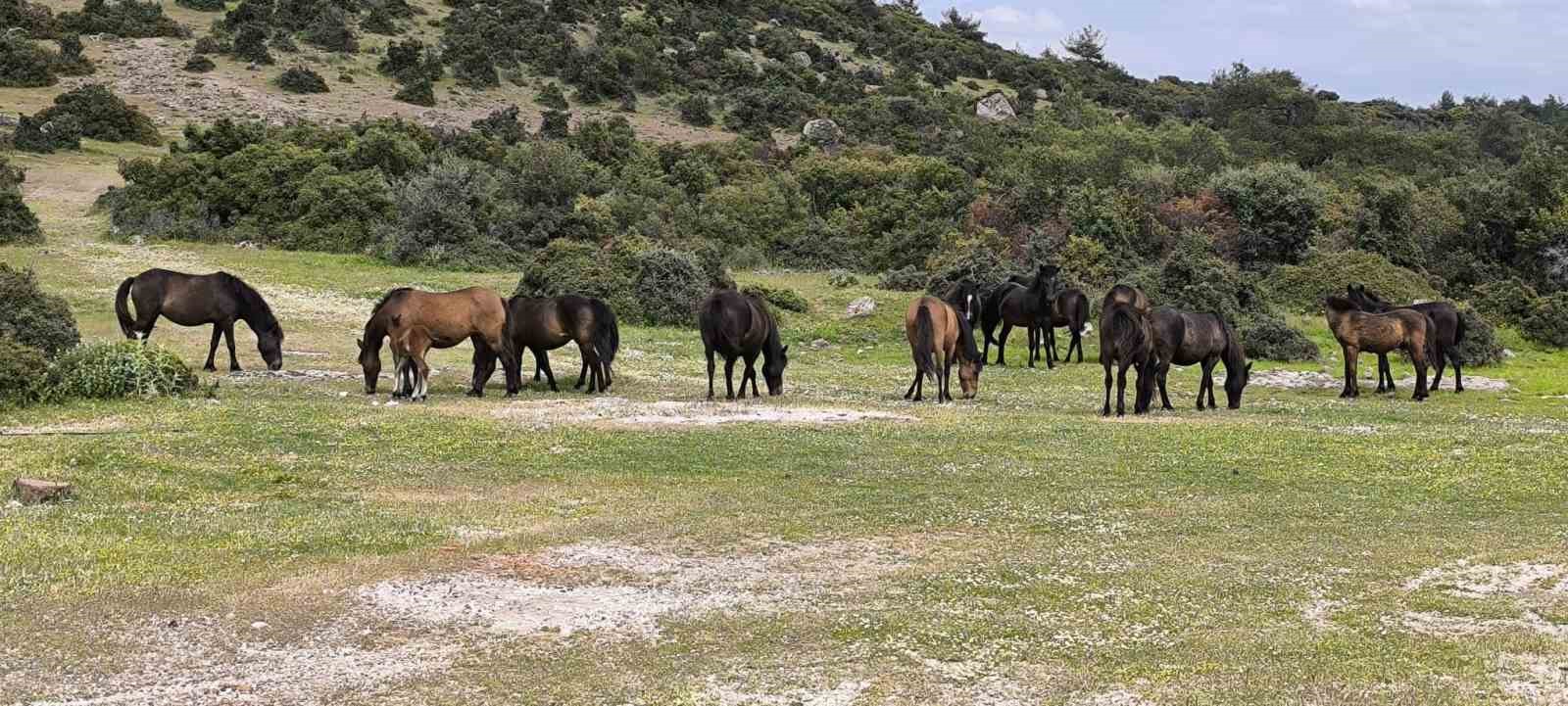 Ayvacık’ta çiftçiler başıboş yılkı atlarından dertli