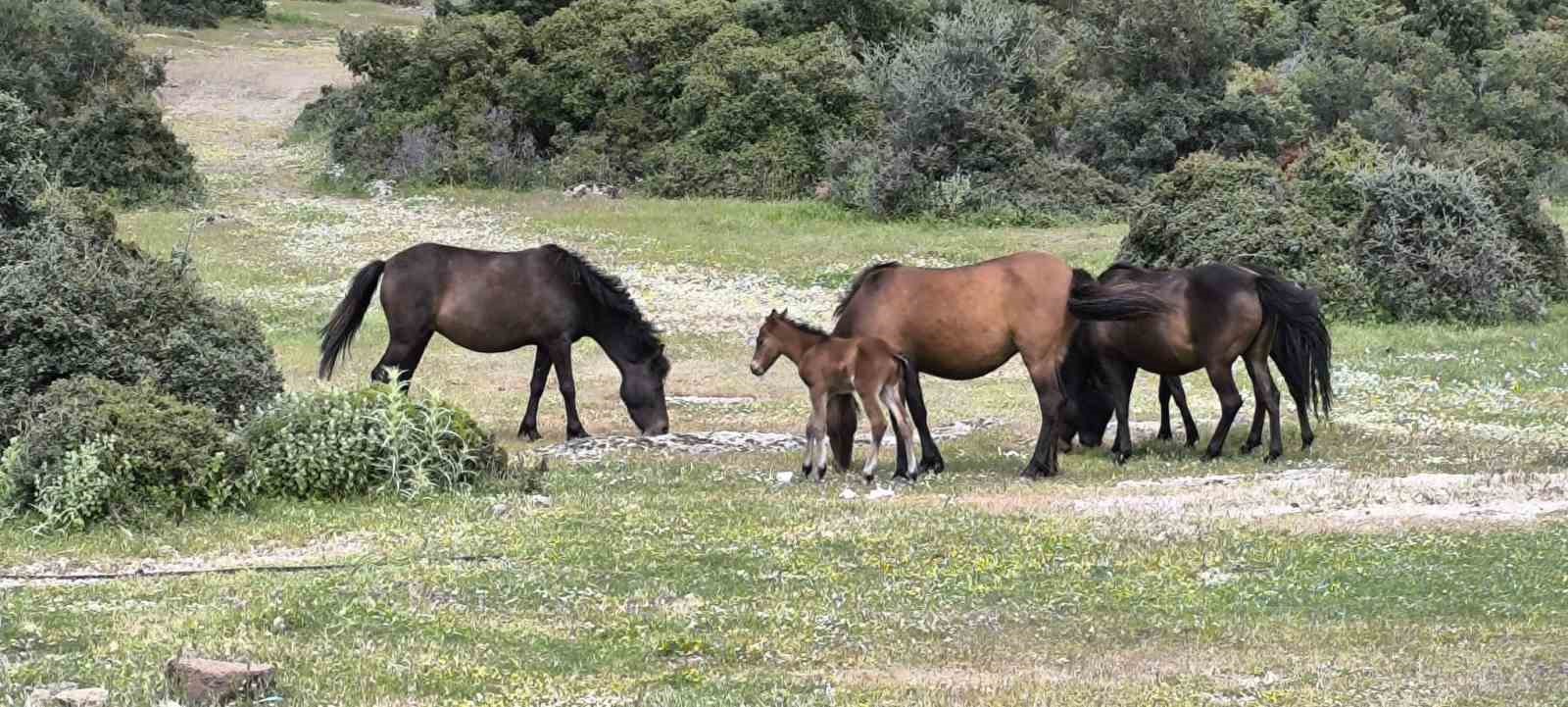 Ayvacık&rsquo;ta &ccedil;ift&ccedil;iler başıboş yılkı atlarından dertli
