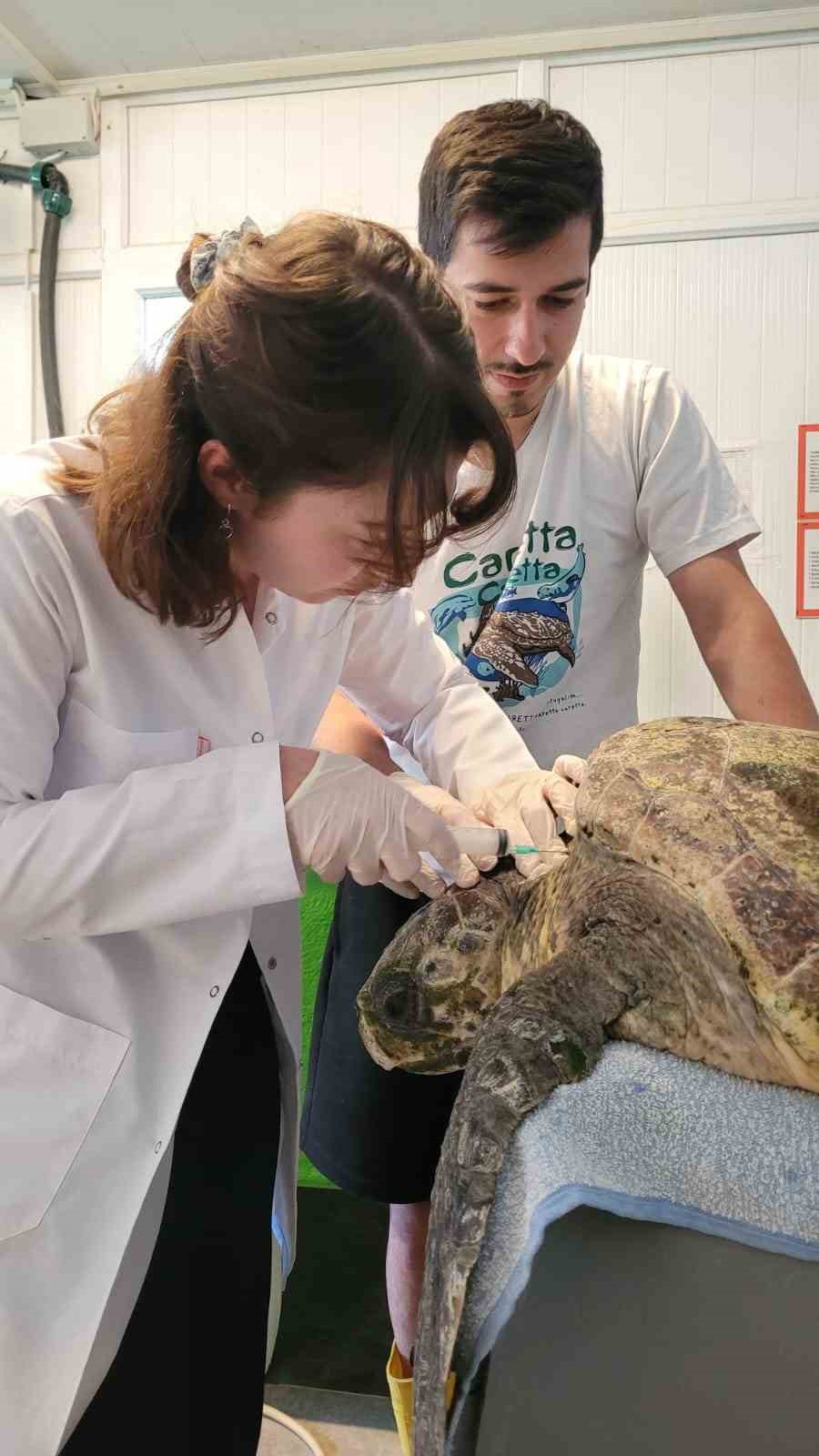 Yaralı caretta carettanın tedavisine başlandı