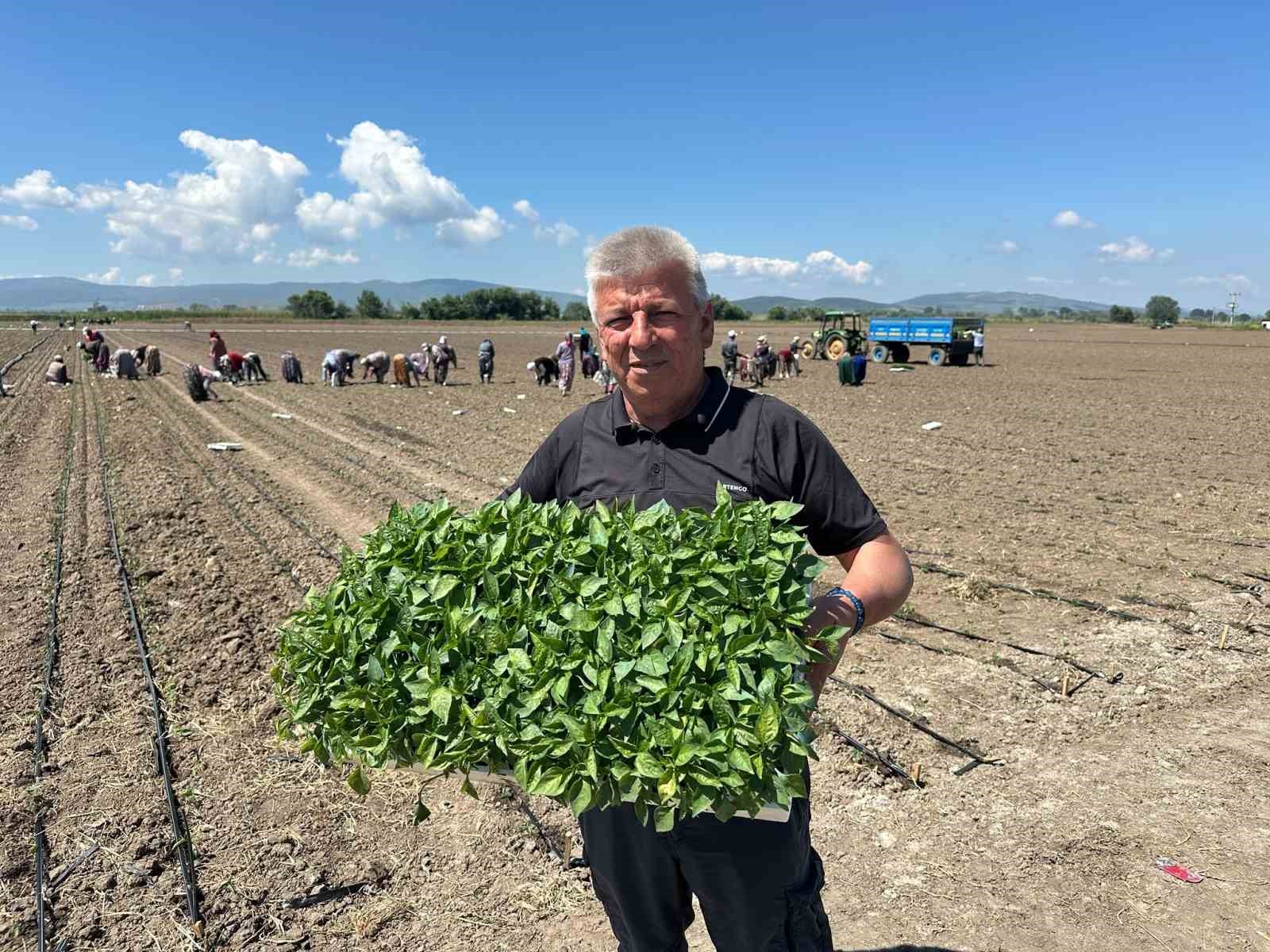 Karacabey&rsquo;de kapya biber fide dikimi s&uuml;r&uuml;yor
