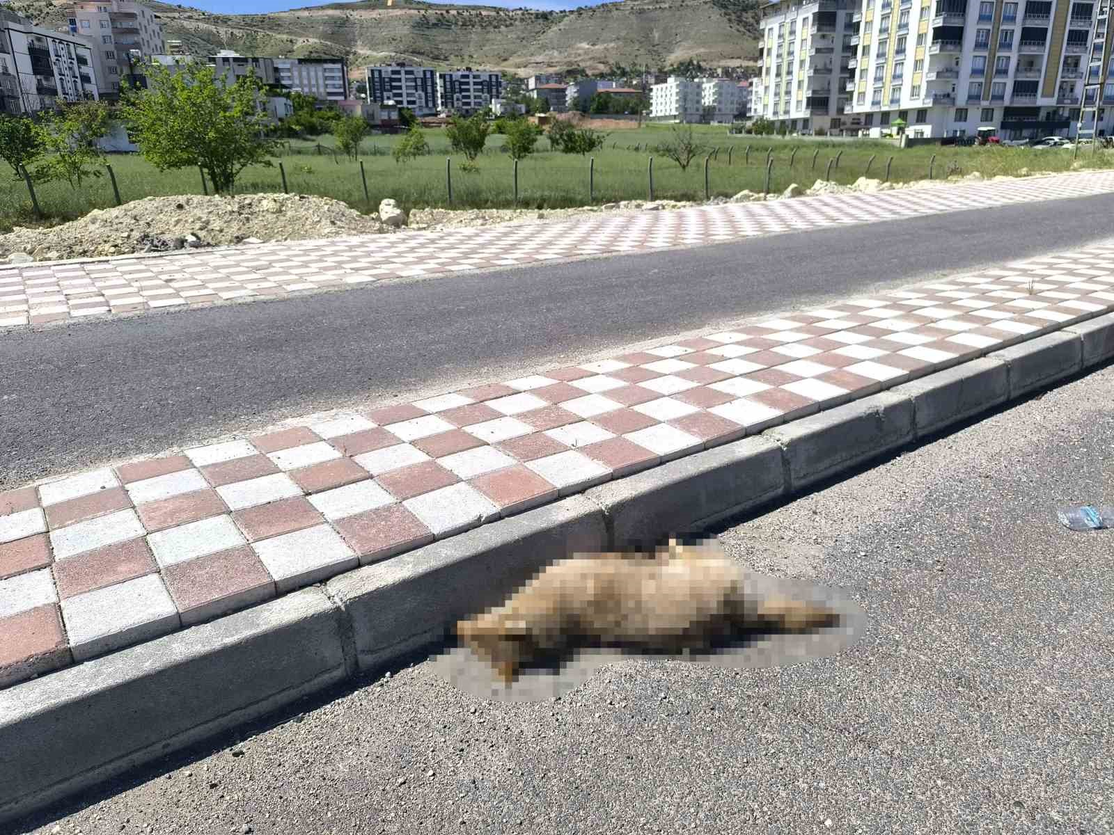 Gerc&uuml;ş&rsquo;te otomobilin &ccedil;arptığı &ccedil;akal telef oldu
