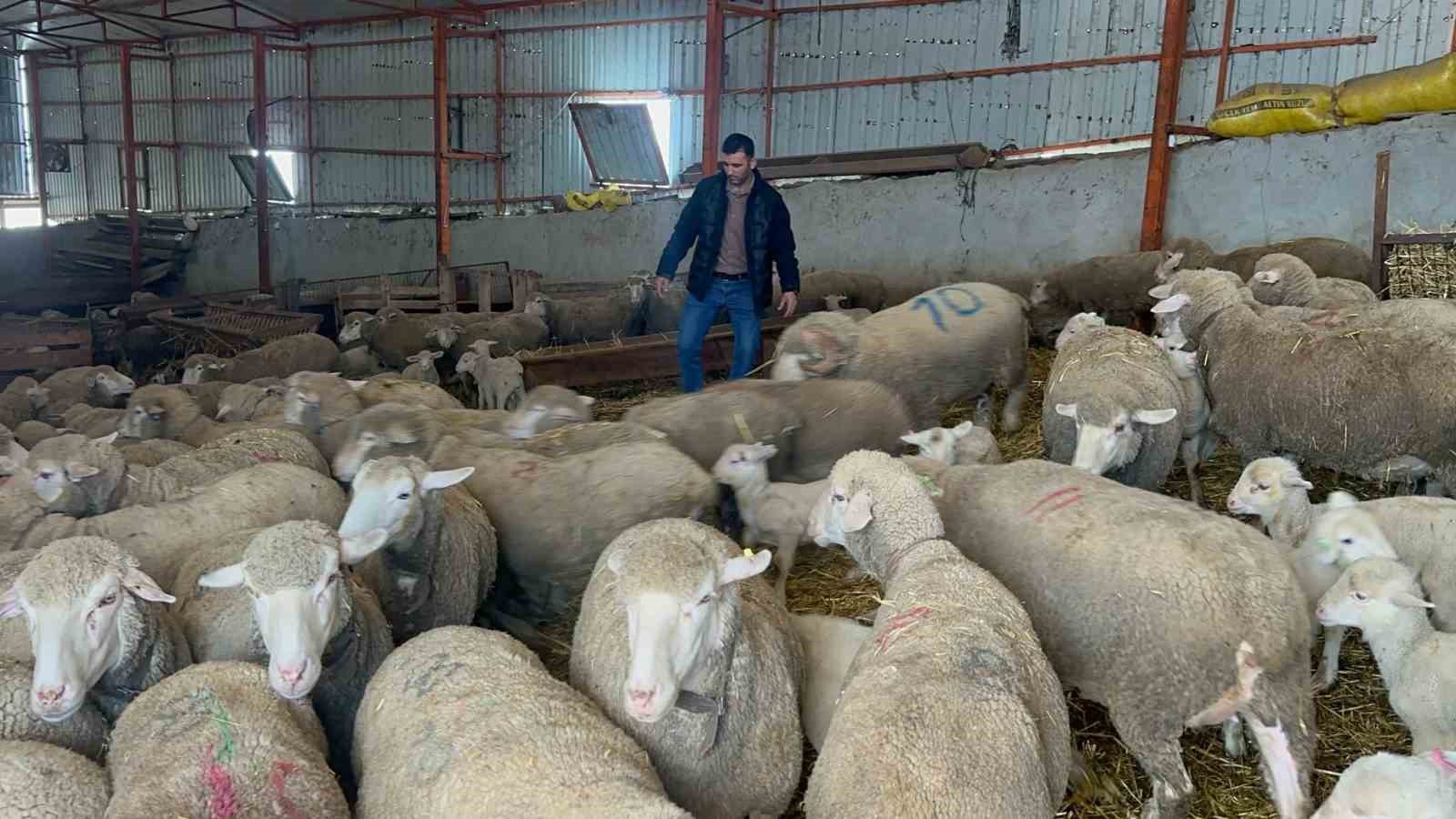57 yıllık tecrübeden koyunculuğa başlayacaklara önemli öneriler