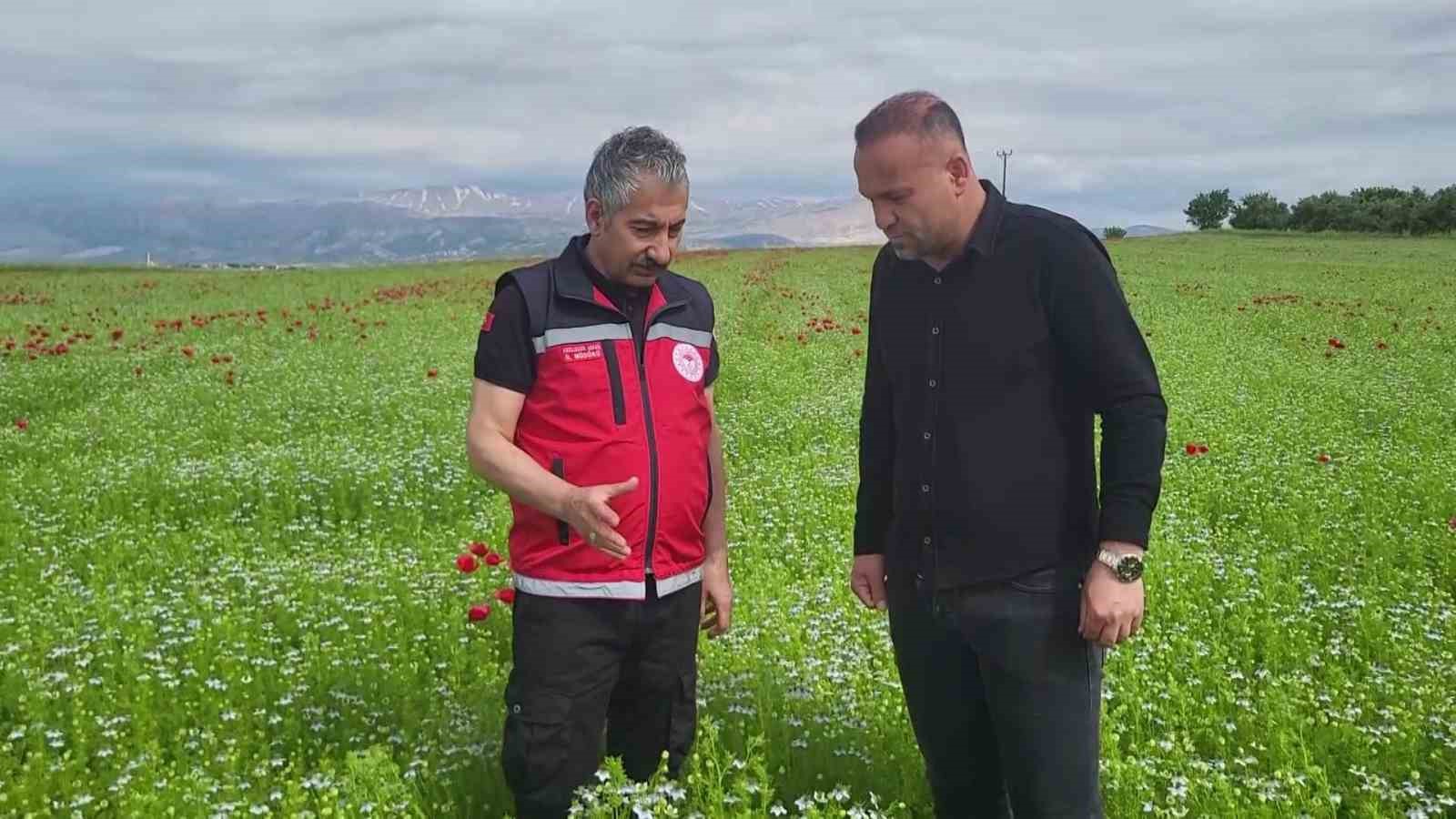 Çiftçiler, kuraklık ve zirai dona dayanıklı ürünlere yöneldi
