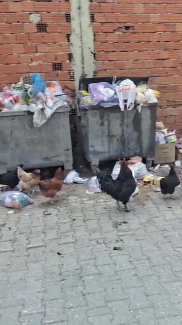 2 haftadır alınmayan &ccedil;&ouml;pler tepki &ccedil;ekti
