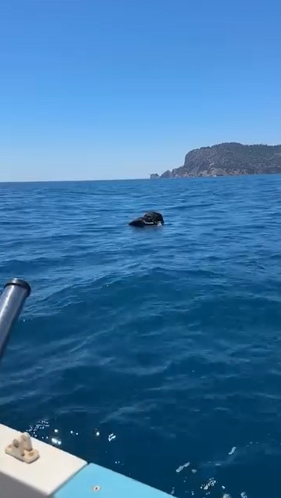 Alanya Kalesi açıklarında denizde ölü keçi bulundu