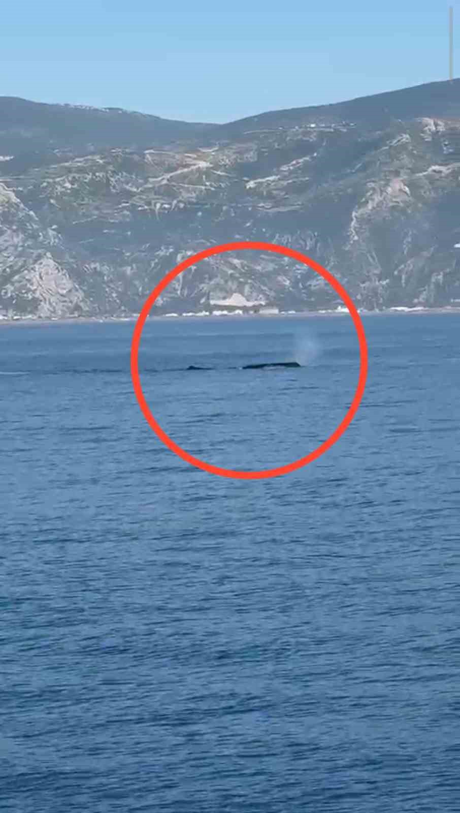 Akdeniz açıklarında görüntülenen balina heyecanlandırdı