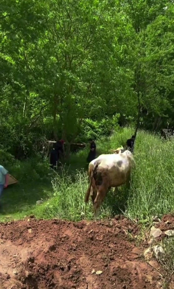 Definecilerin kazdığı çukura düşen büyükbaş hayvan operasyonla kurtarıldı