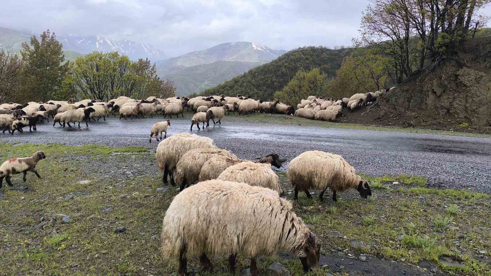 Muşlu besicilerin yaylalara yolculuğu başladı
