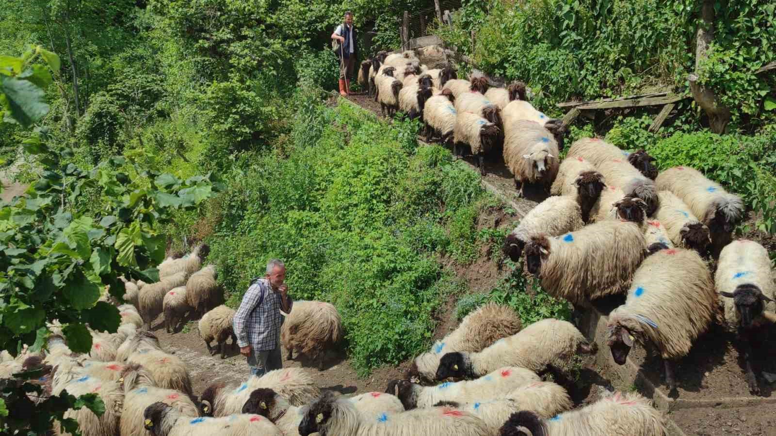 Giresun’da yayla göçü başladı