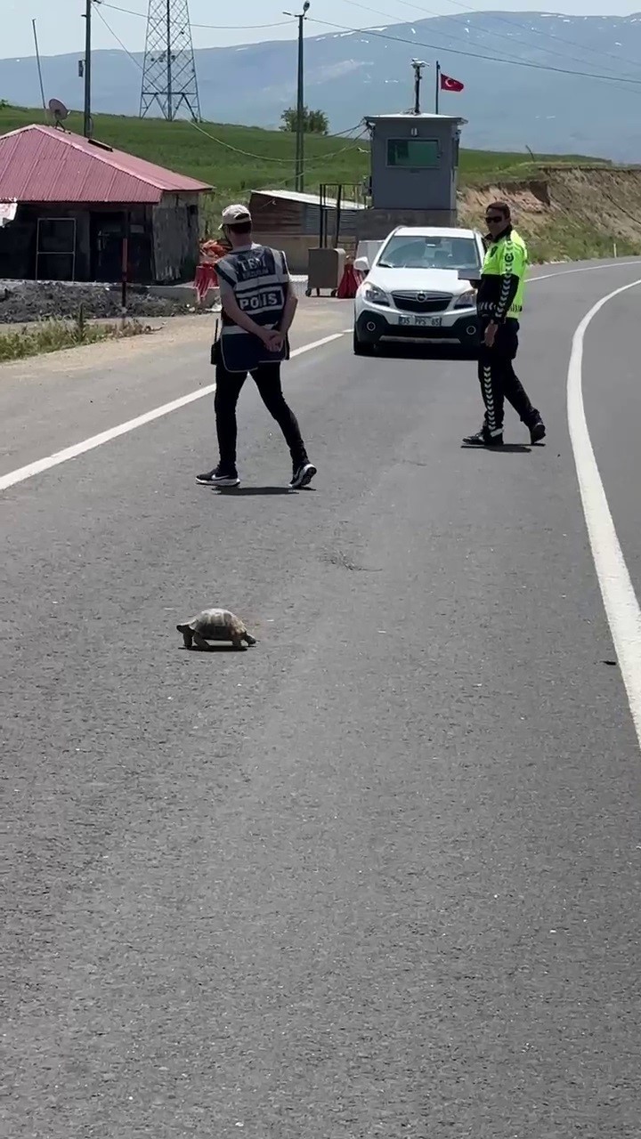 Hınıs’ta yürekleri ısıtan görüntü: Polis memuru kaplumbağa için trafiği durdurdu