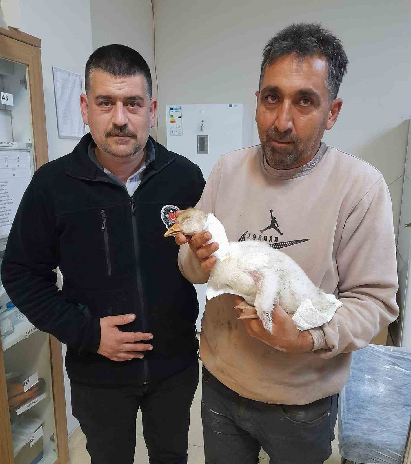 Atmacanın saldırdığı yavru kazı devlet hastanesine götürdü: İlk müdahaleyi güvenlik görevlisi yaptı