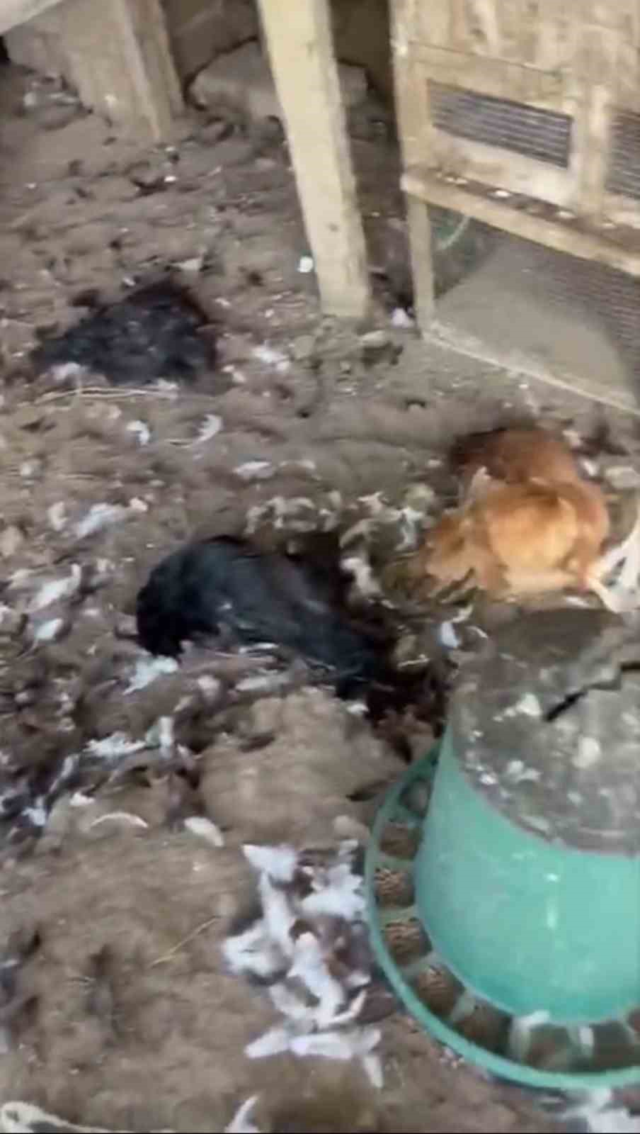 Sokak köpekleri kümese girdi, 30 tavuk telef oldu