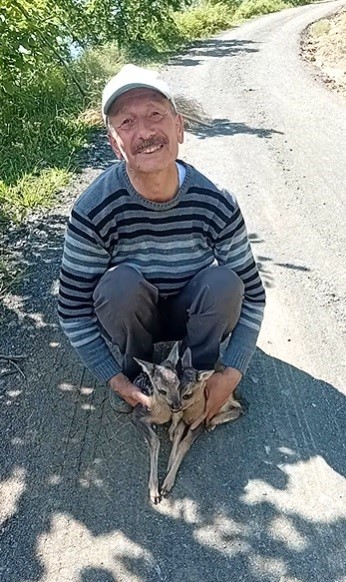 Yolda gördüğü karaca yavrularına Arçil ve Şota adını verdi