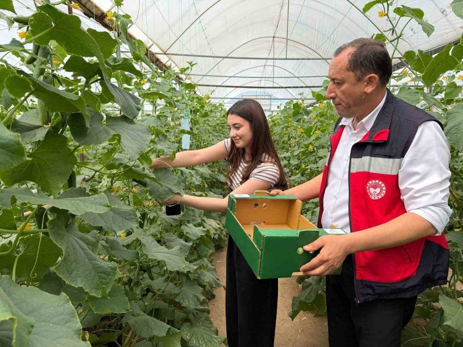 Simav’da gençler serada hasatla buluştu