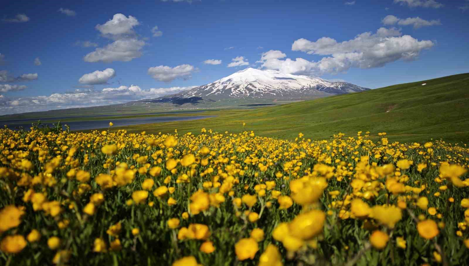 Sütey Yaylası sarı düğün çiçekleriyle renklendi