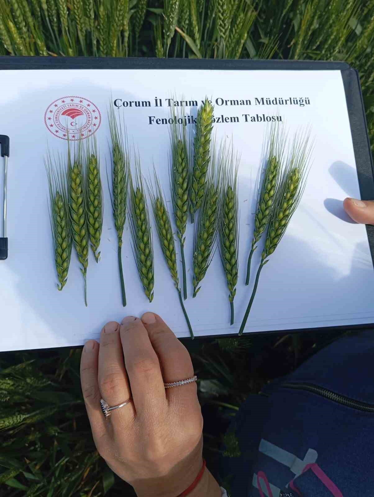 Çorum’da ilk kez ekilen yerli ve milli buğday umut vaat ediyor