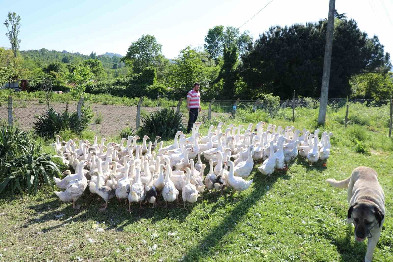Ordu’da kaz bereketi: 20 ile başladı, 220’ye çıktı