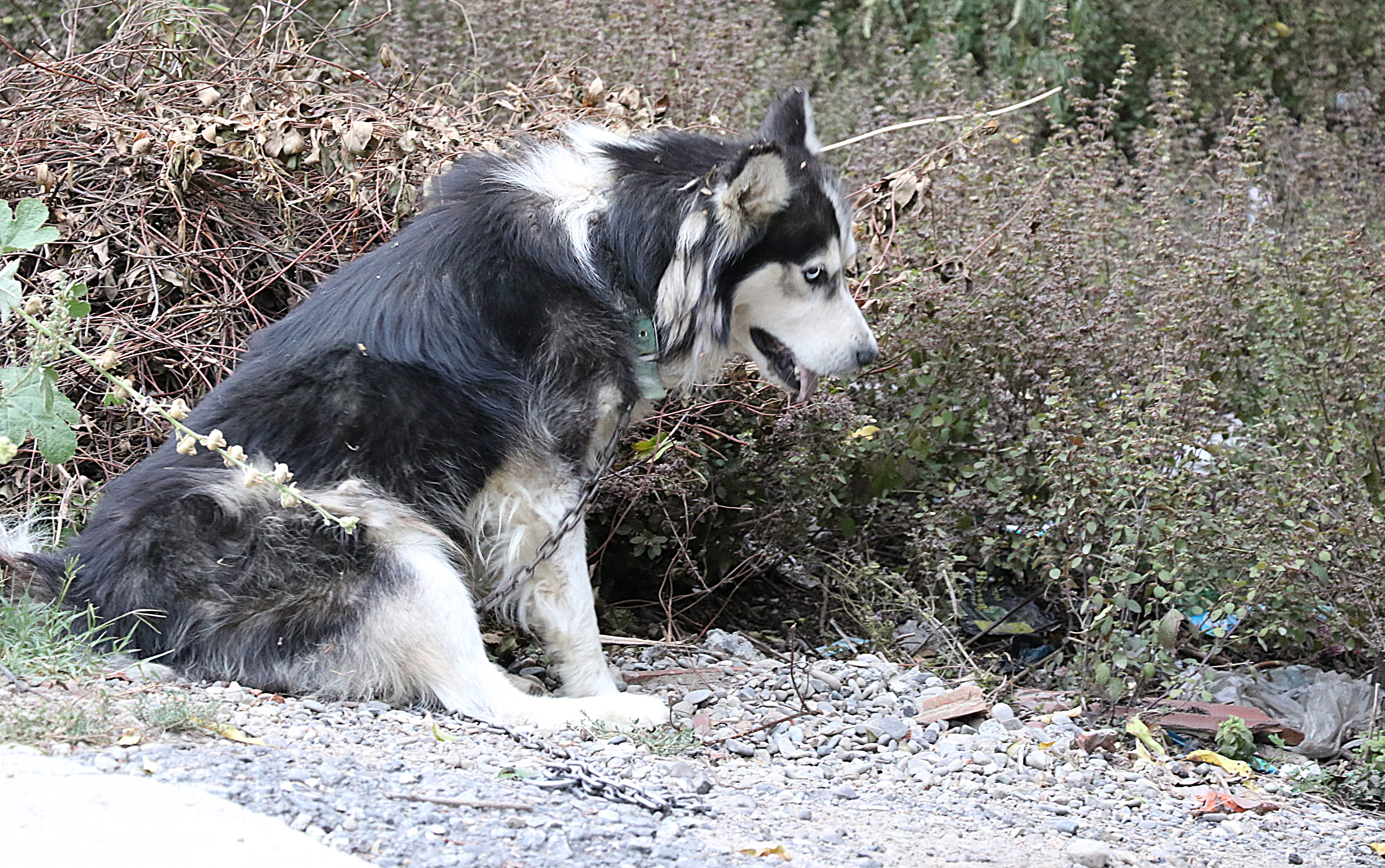 Evinin karşısına tuvaletini yapan köpeği ve sahibini vurdu