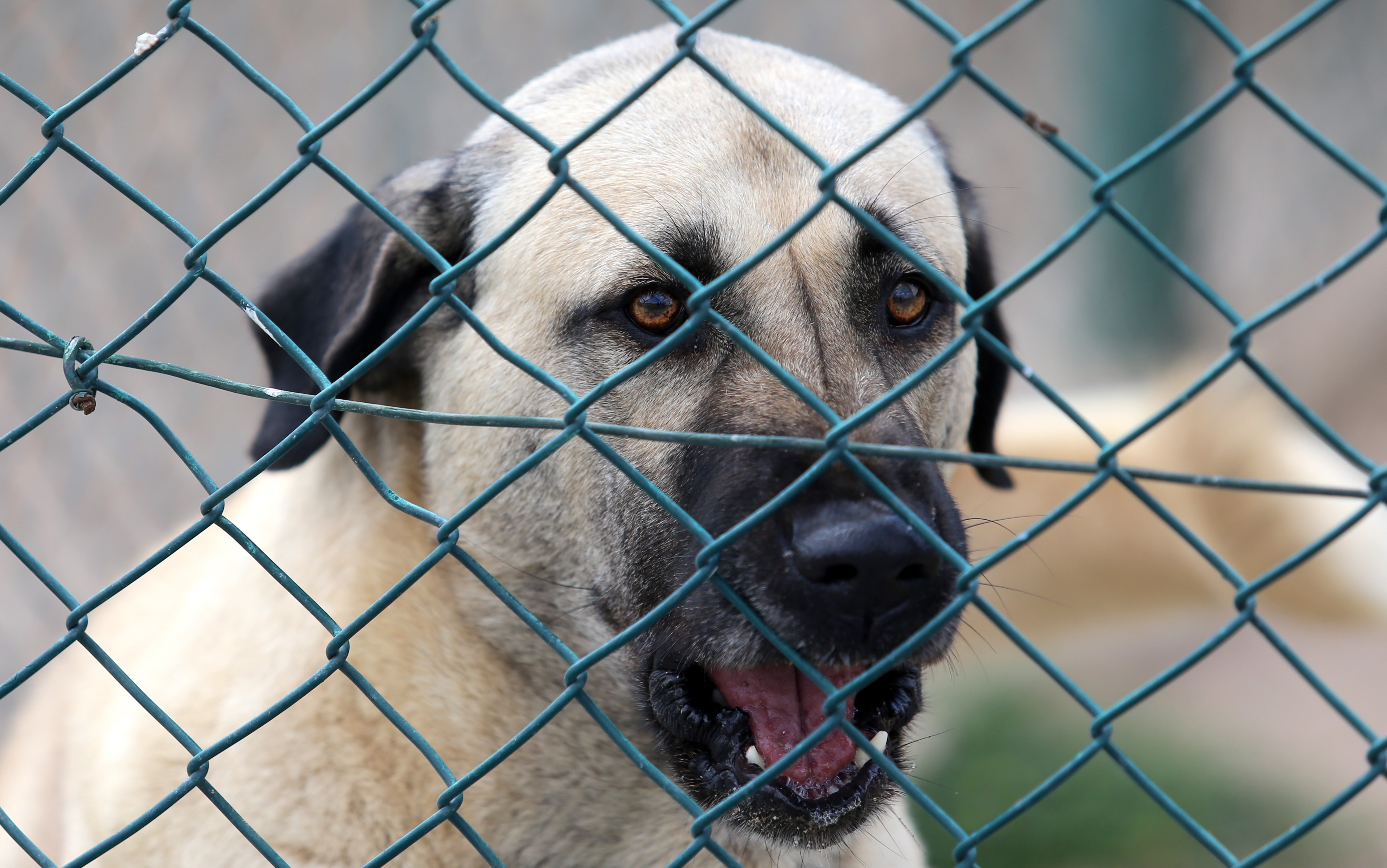 köpek kac ayda yavru yapar