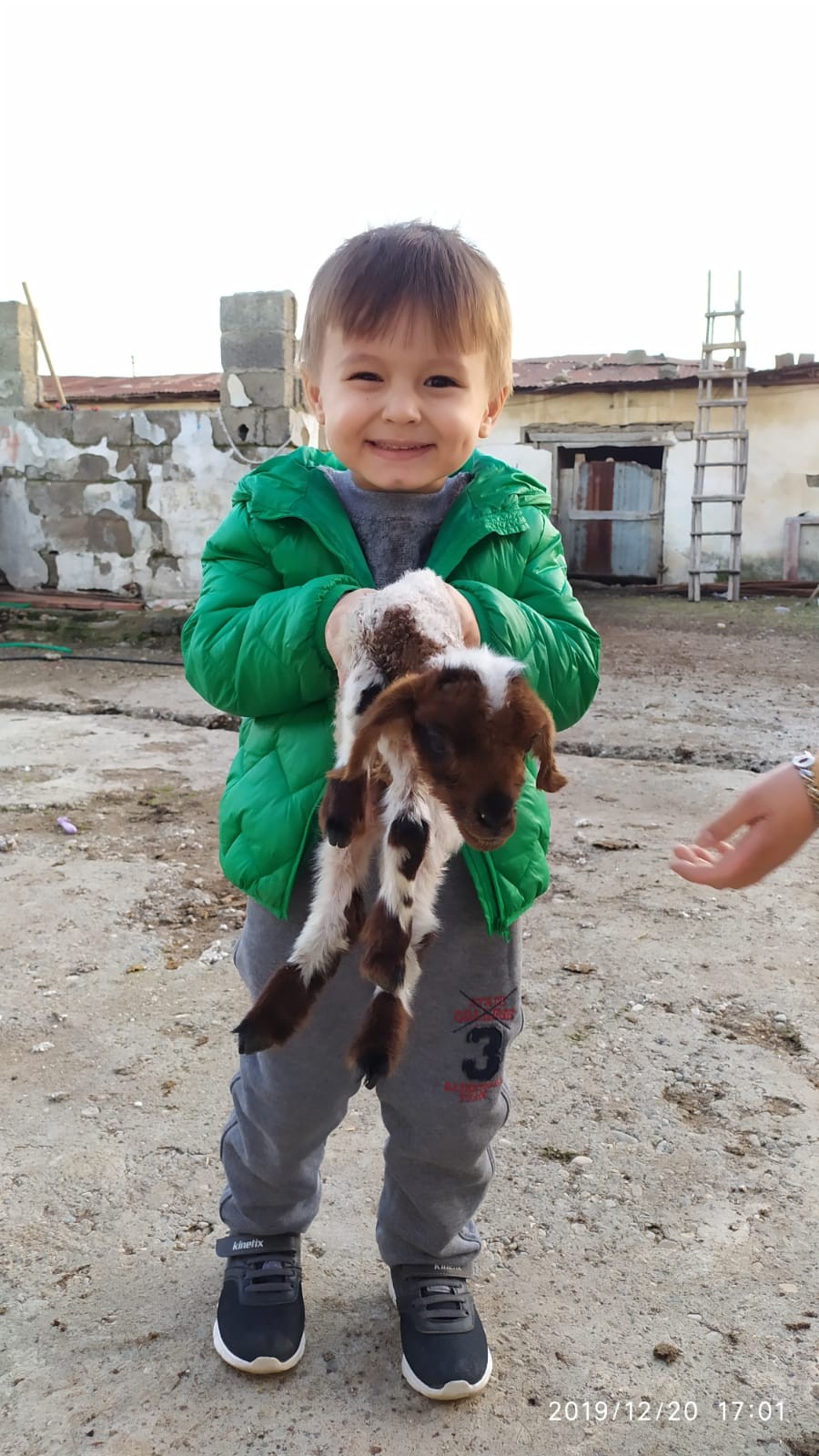 Erken doğan kuzuya bebek gibi bakıyorlar