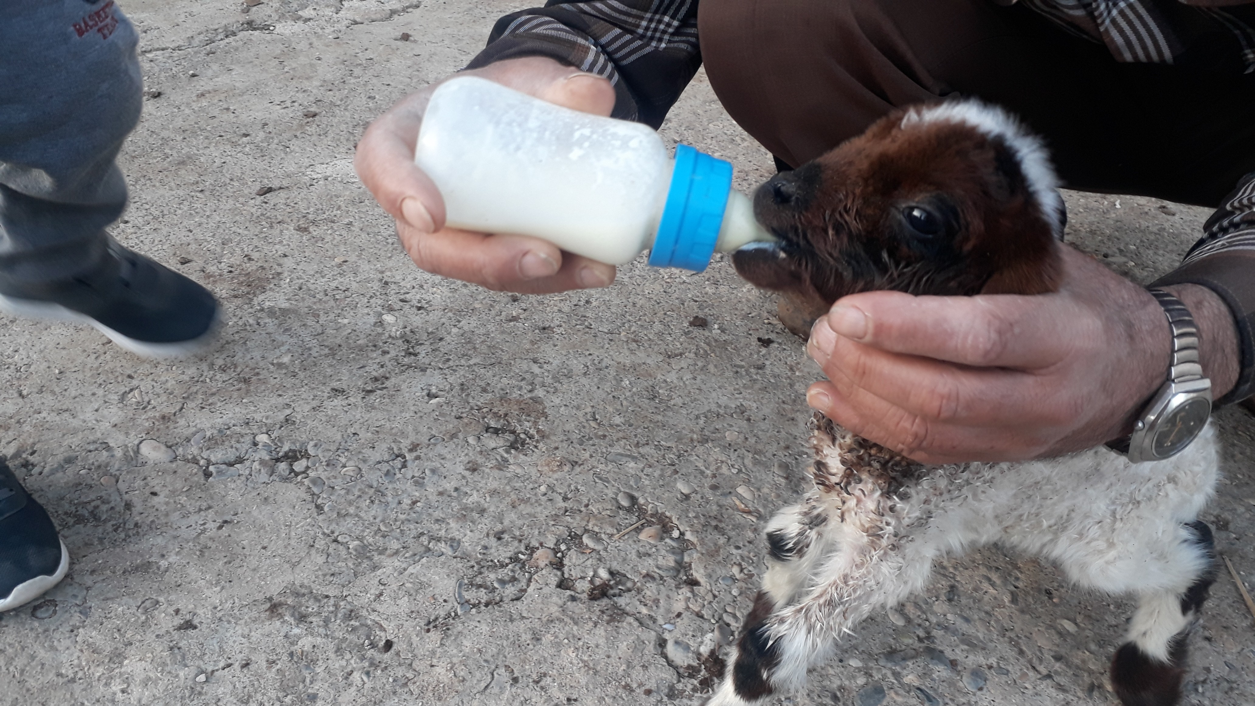 Erken doğan kuzuya bebek gibi bakıyorlar