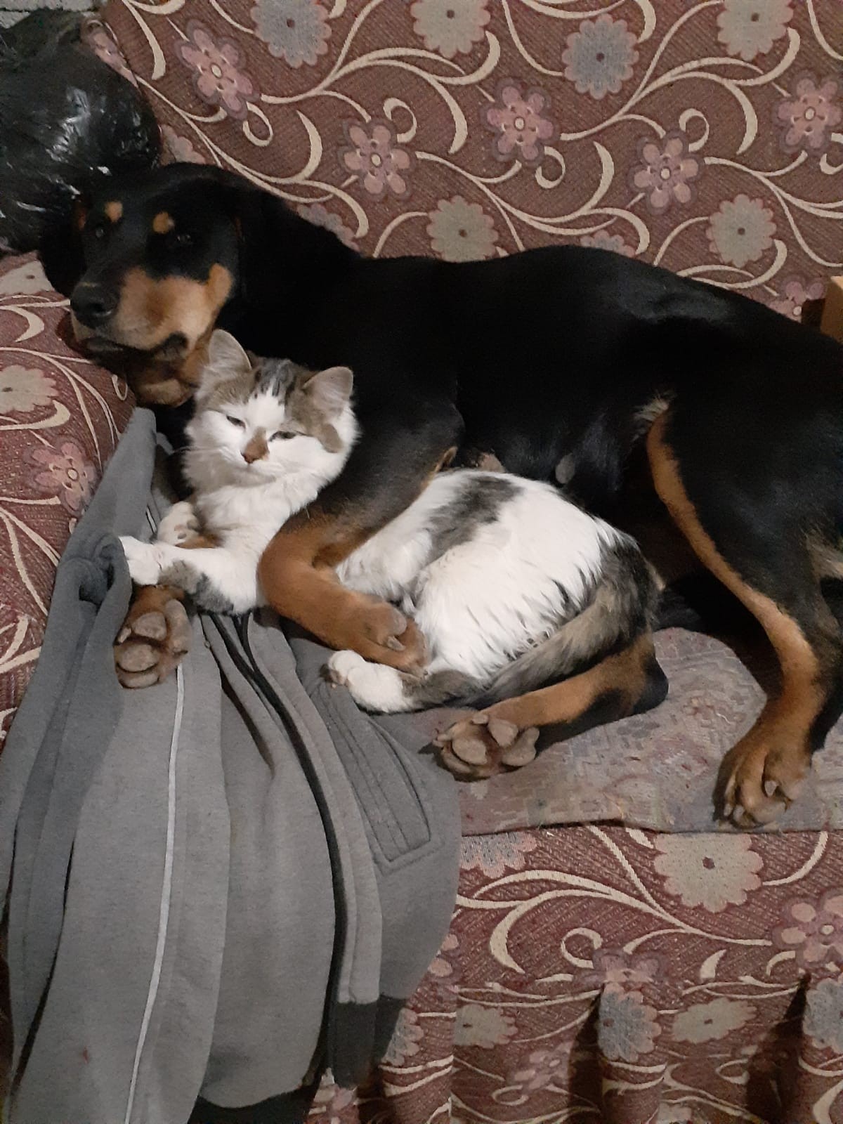Kedi ile köpeğin dostluğu görenleri şaşırtıyor