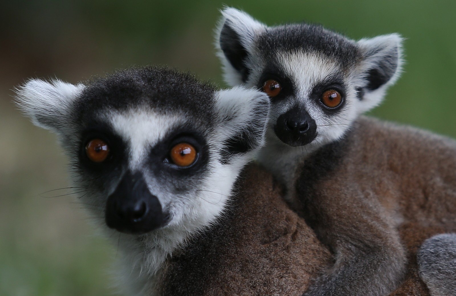 Bursa Hayvanat Bahcesi Nde Yasayan Lemur Ailesinin 5 Yavrusu Dunyaya Geldi