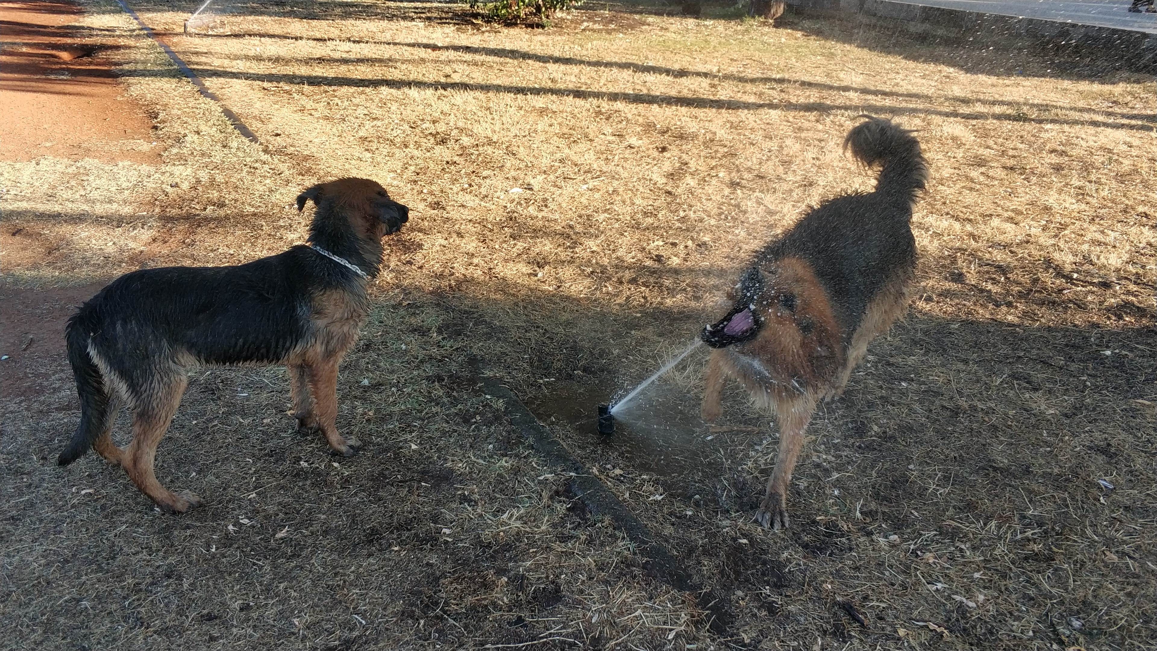 Sıcaktan bunalan köpeklerin fıskiye keyfi