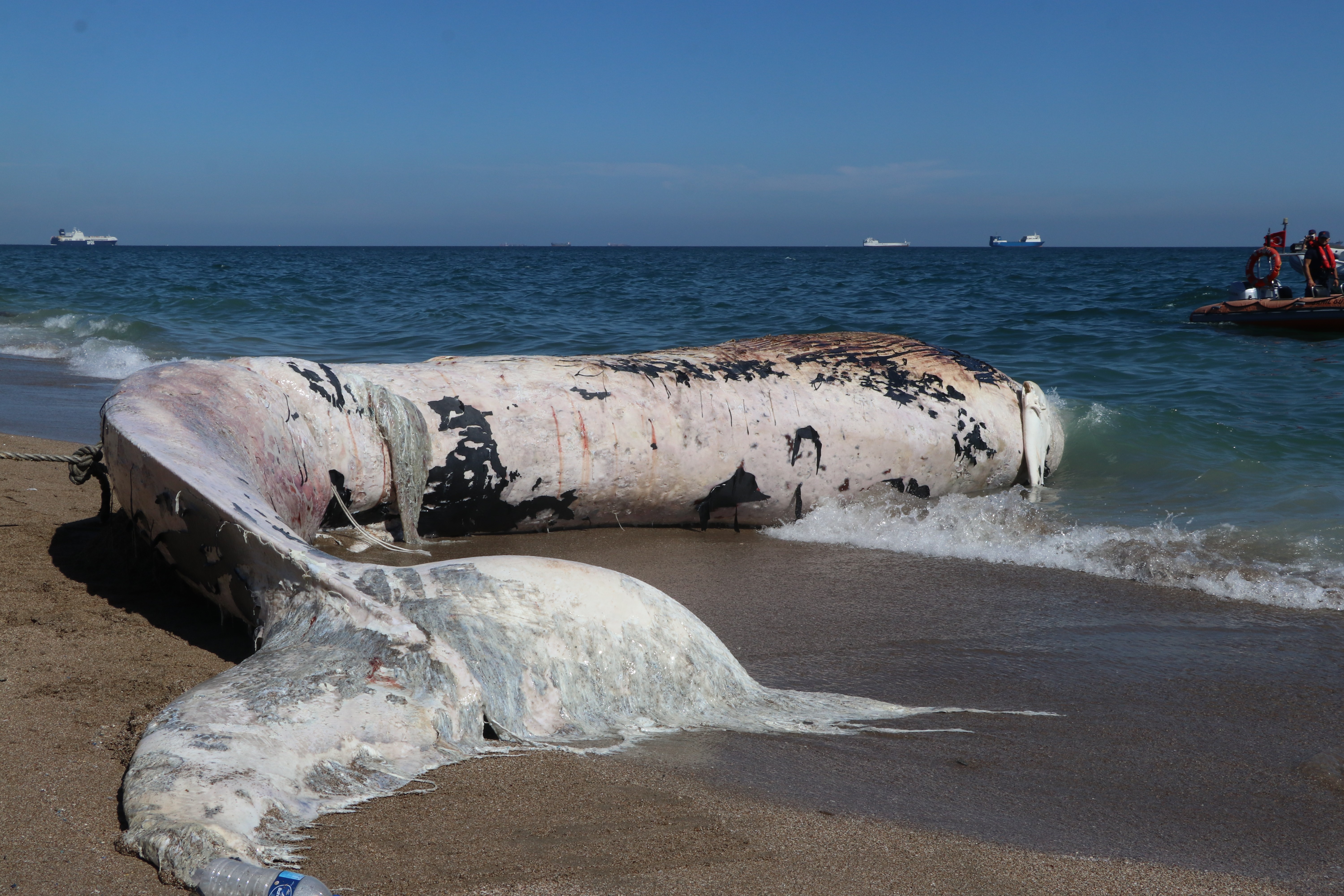 На берег выброшен грозою. Кашалоты выбросились на берег 2015. Синий кит выброшенный на берег.